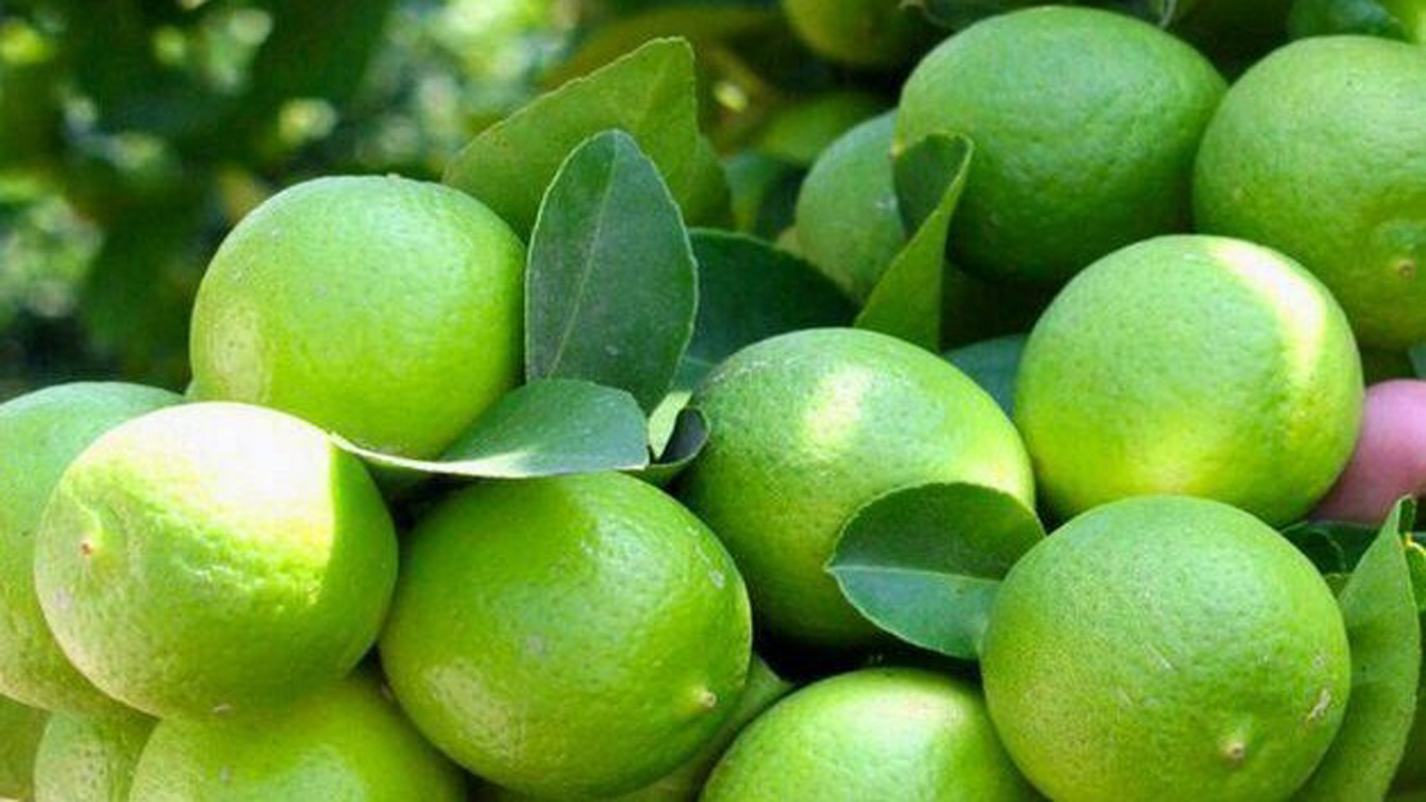 برداشت ۱۰۰ هزار تن لیمو ترش از باغ‌های هرمزگان
