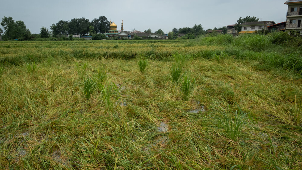 مصائب شالیکاران و خوشه های طلایی برنج پس از باران های تابستانی
