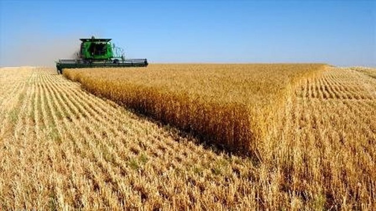 پیش‌بینی برداشت بیش از ۲۴ هزار تن گندم از مزارع تربت حیدریه