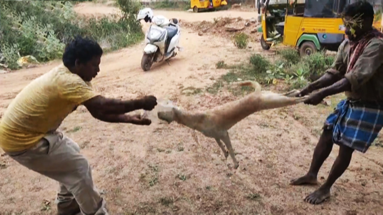 نجات عجیب سگ ولگرد در هند + فیلم