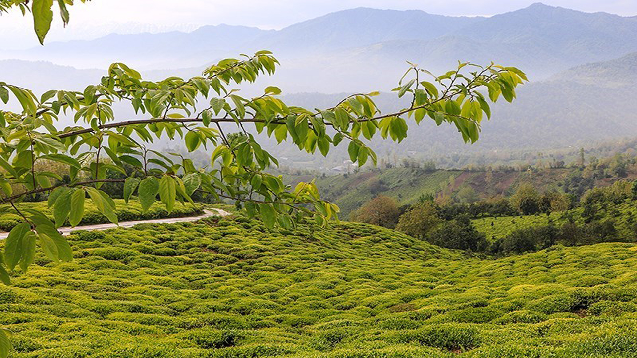 بهره‌برداری از پروژه‌های صنعت چای در هفته دولت؛ روند بهز‌راعی باغات چای سرعت می‌گیرد