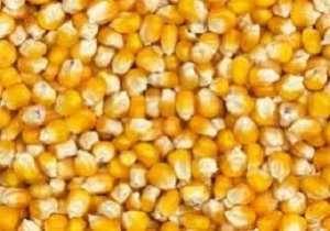 تولید ۹۰ درصد بذر ذرت مورد نیاز کشور در استان اردبیل