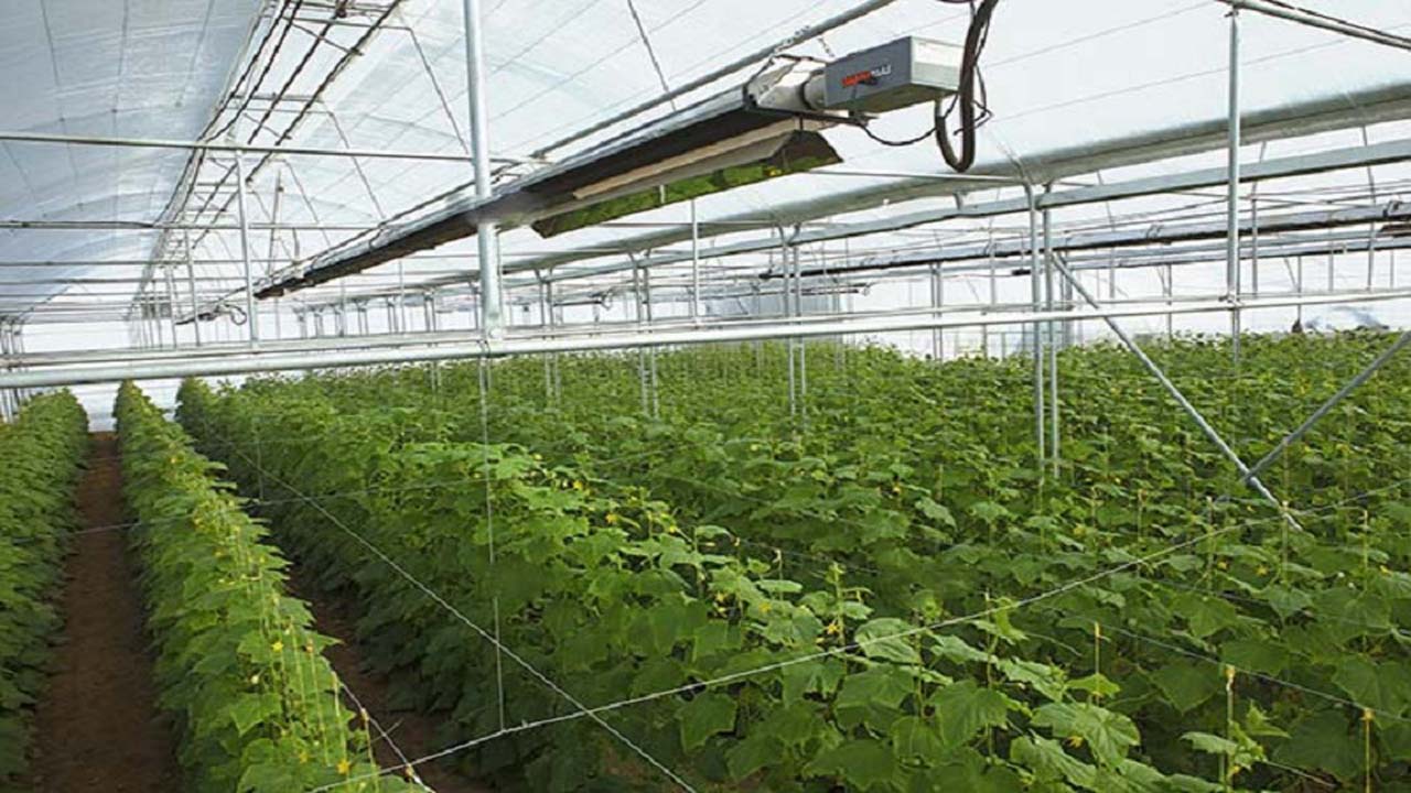 افزایش راندمان محصولات کشاورزی با توسعه گلخانه‌ها