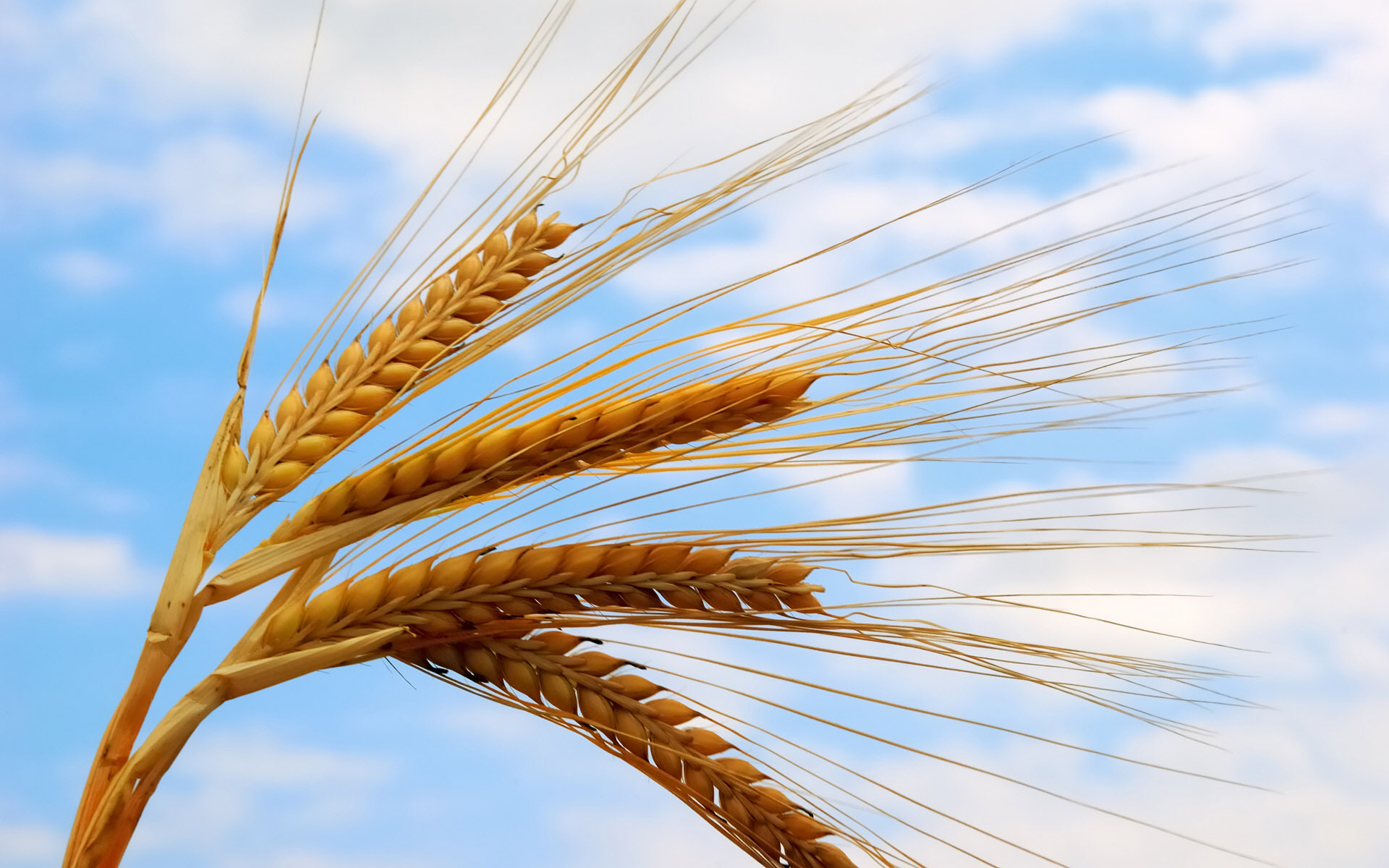 خرید گندم از کشاورزان هم استانی از مرز ۵۰۰ هزار تن گذشت