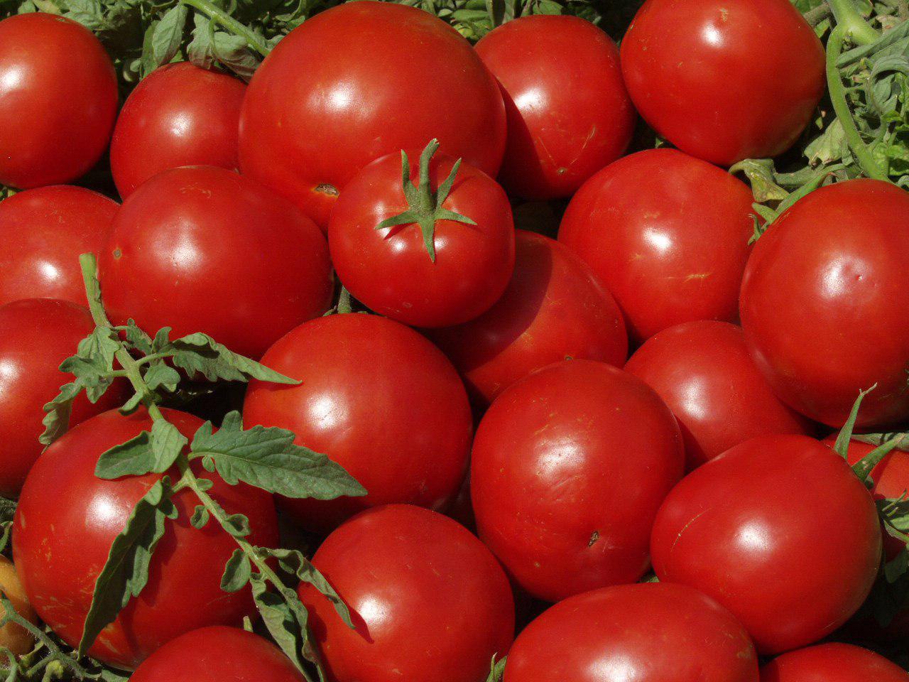 برداشت ۵۰۰ هزار تن گوجه فرنگی
