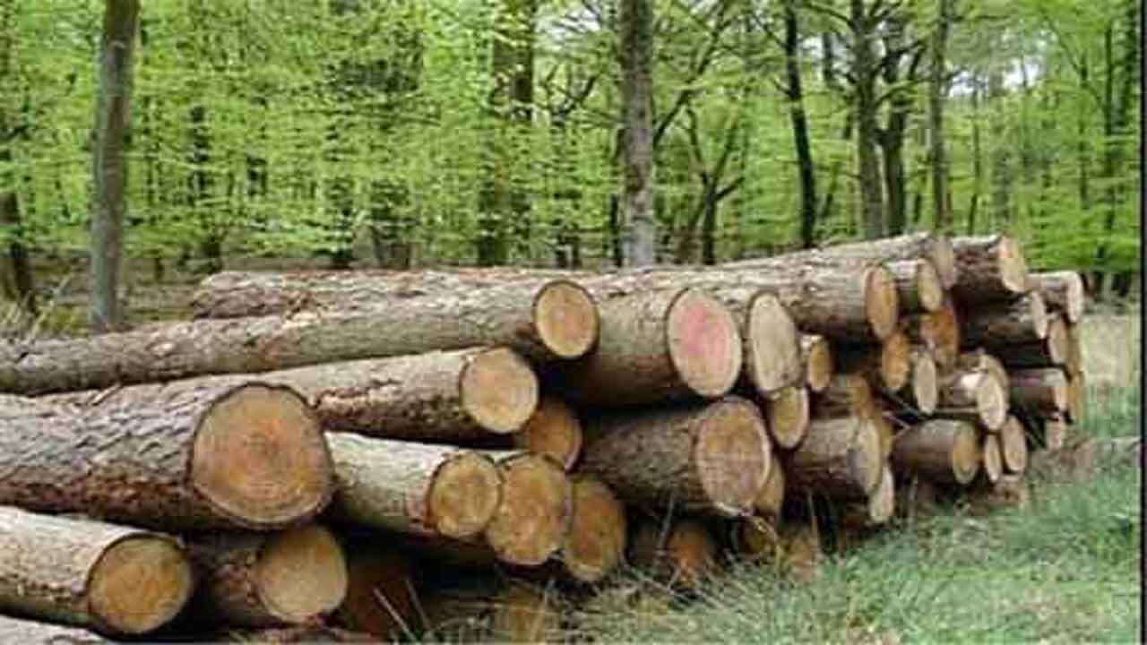 کشف ۲۰ تن چوب قاچاق در مازندران