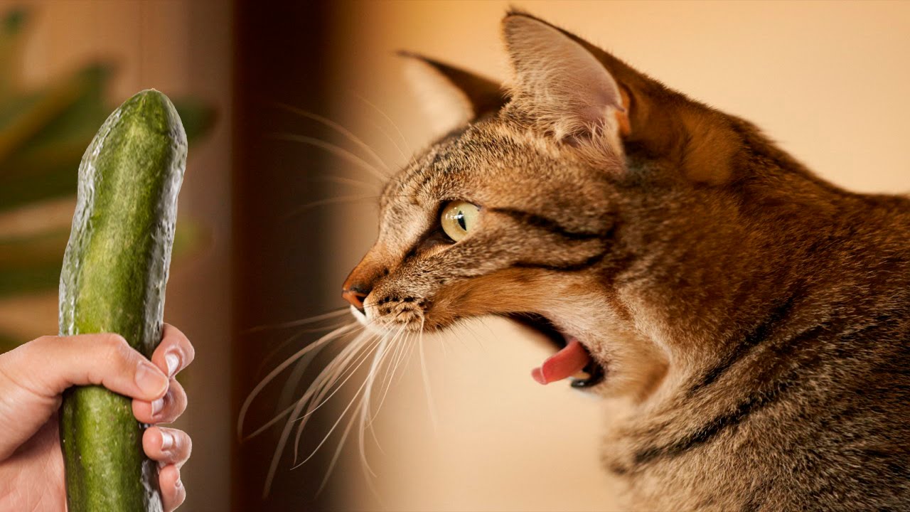 چرا گربه‌ها از خیار می‌ترسند؟