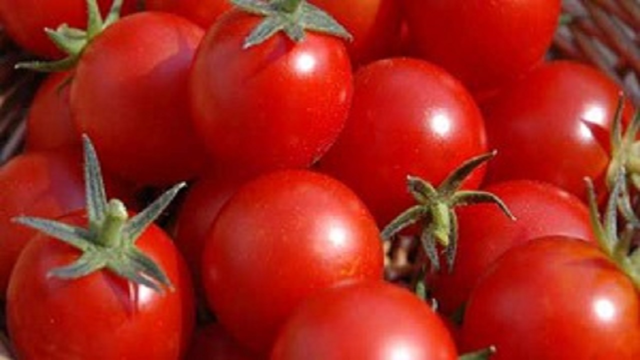 آغاز برداشت گوجه فرنگی از اراضی کشاورزی در استان قزوین