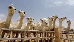 باشگاه خبرنگاران -تاسیس بیمارستان شتر‌ها در عربستان+ تصاویر