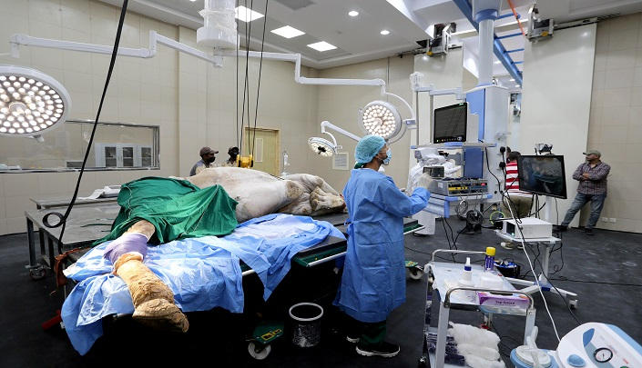 تاسیس بزرگترین بیمارستان شتر‌ها در عربستان + تصاویر