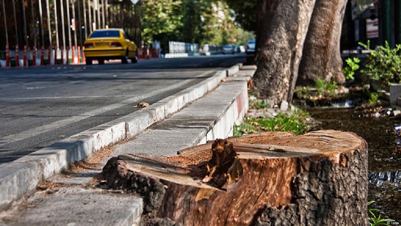 توضیحات سازمان فضای سبز استان تهران درباره قطع درختان خیابان ولیعصر