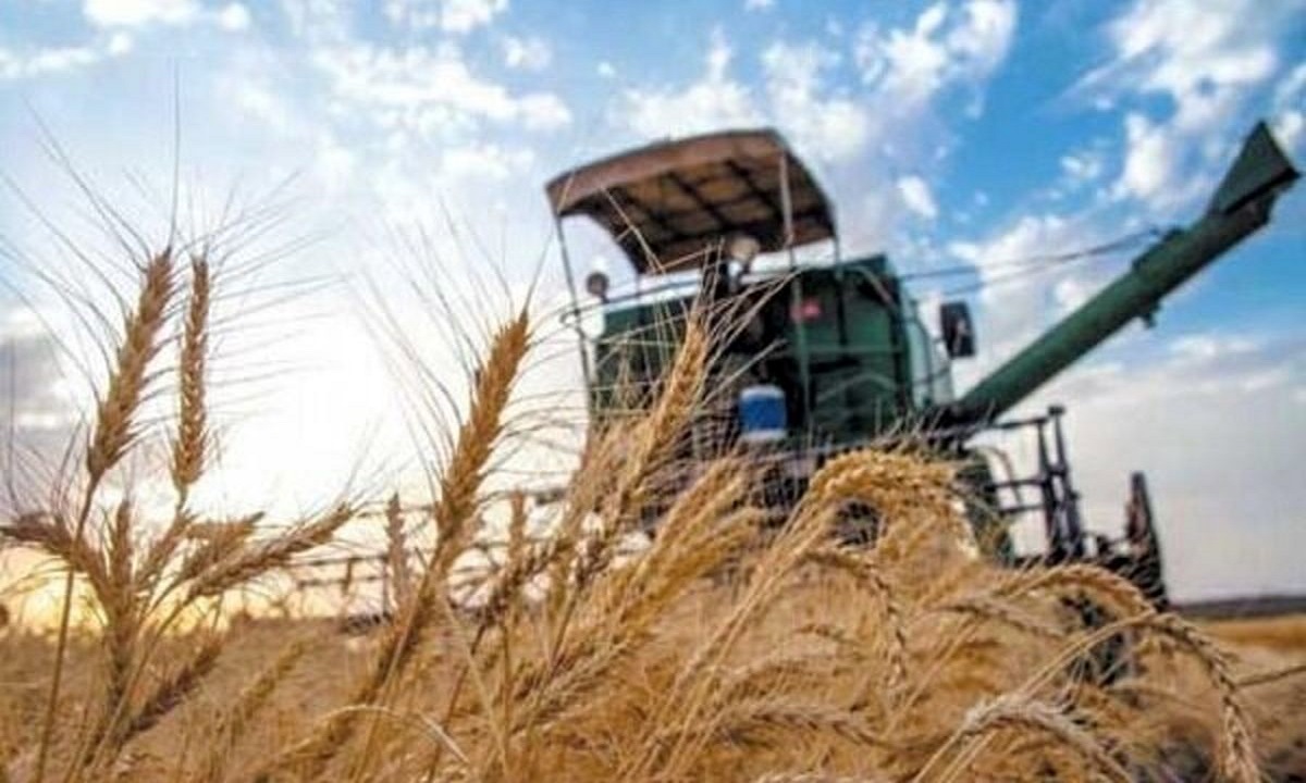 تولید ۴۰ هزار تن گندم در مزارع مهاباد
