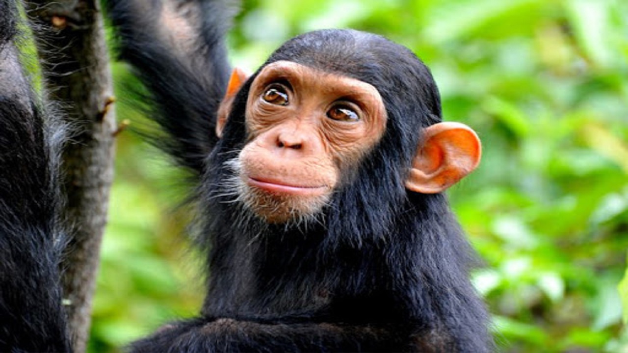 شامپانزه ها یکی از باهوش ترین حیوانات جنگلی