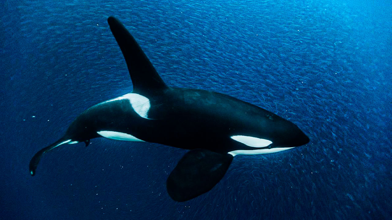 شگرد جالب نهنگ قاتل برای شکار پرنده + فیلم