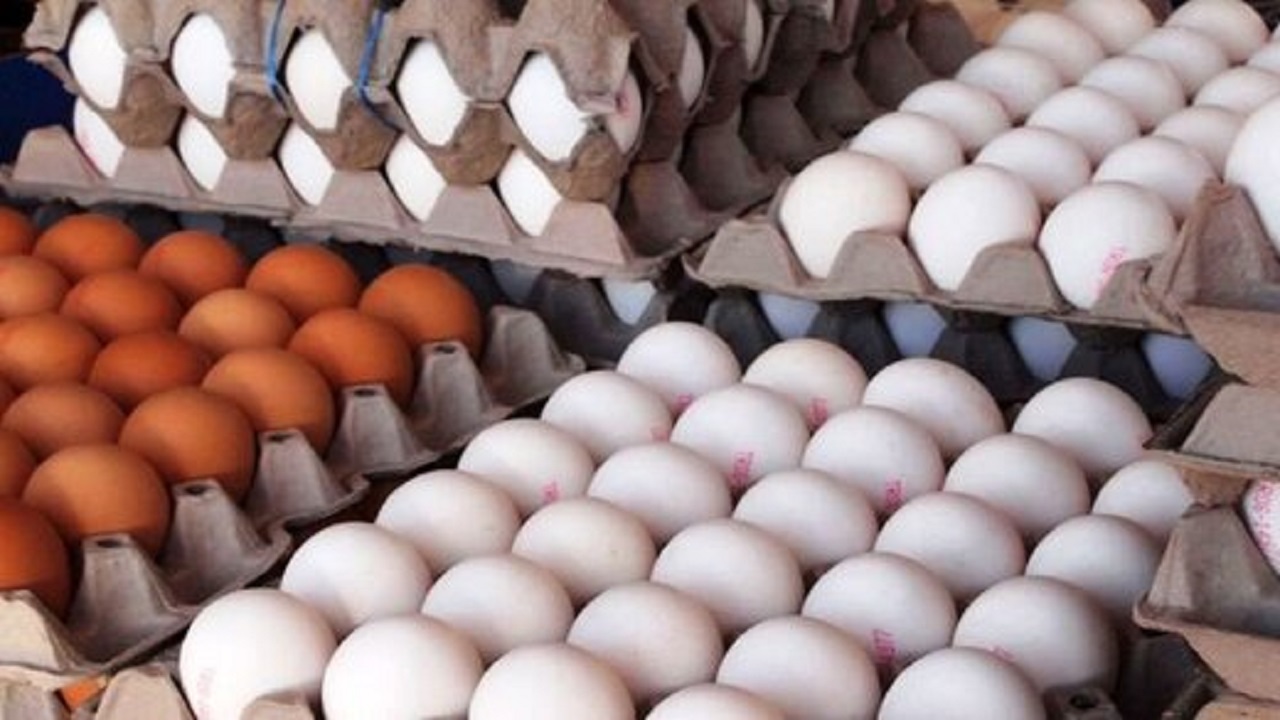 تولید تخم‌مرغ کاهش یافت / آینده بازار تخم مرغ در گرو ساماندهی نهاده‌های دامی