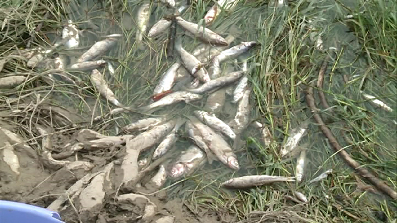 نجات هزاران قطعه ماهی توسط دوست دار محیط زیست در مهاباد