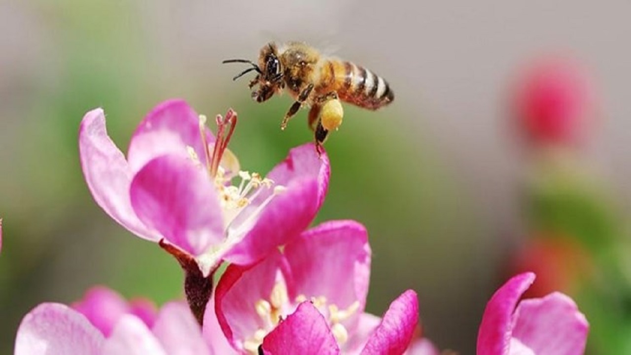 کاهش ۵۰ درصدی تولید عسل در خوزستان/ رونق صنعت زنبورداری نگاه ویژه مسئولان را می‌طلبد