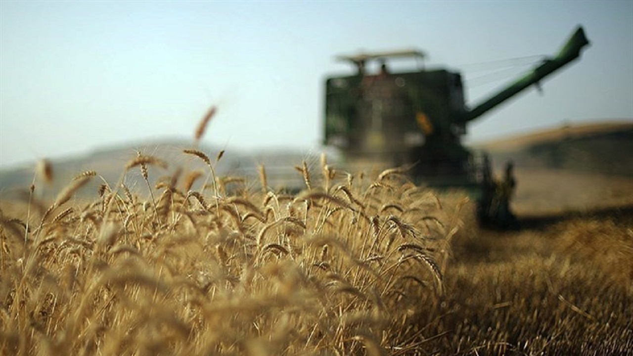 خرید ۶۸ هزار تن گندم مازاد بر نیاز کشاورزان