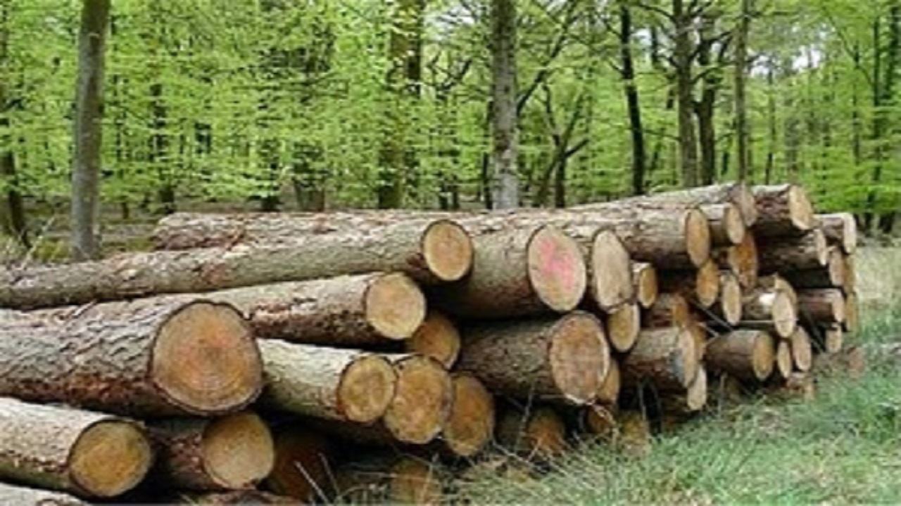 کشف و ضبط بیش از ۸۰ اصله چوب آلات جنگلی در استان اردبیل