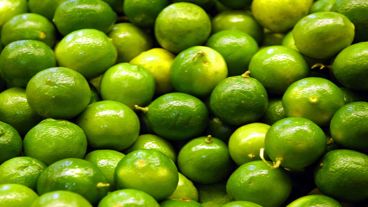 برداشت لیمو در شهرستان جهرم آغاز شد