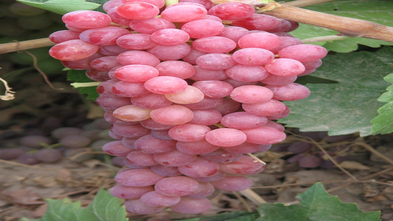 پیش بینی برداشت ۴۰۰ هزار تن انگور در استان قزوین