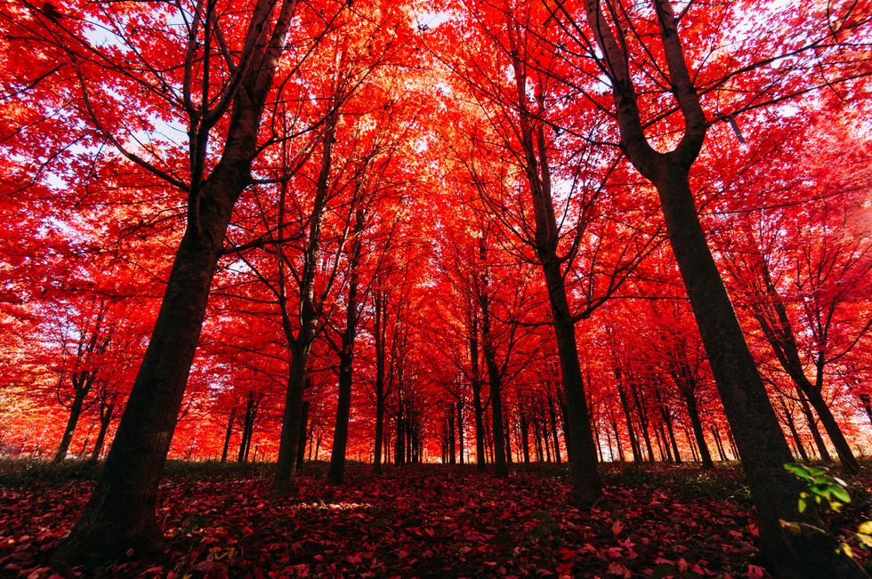 تصاویر چشم نواز از رنگ‌های پاییزی در طبیعت