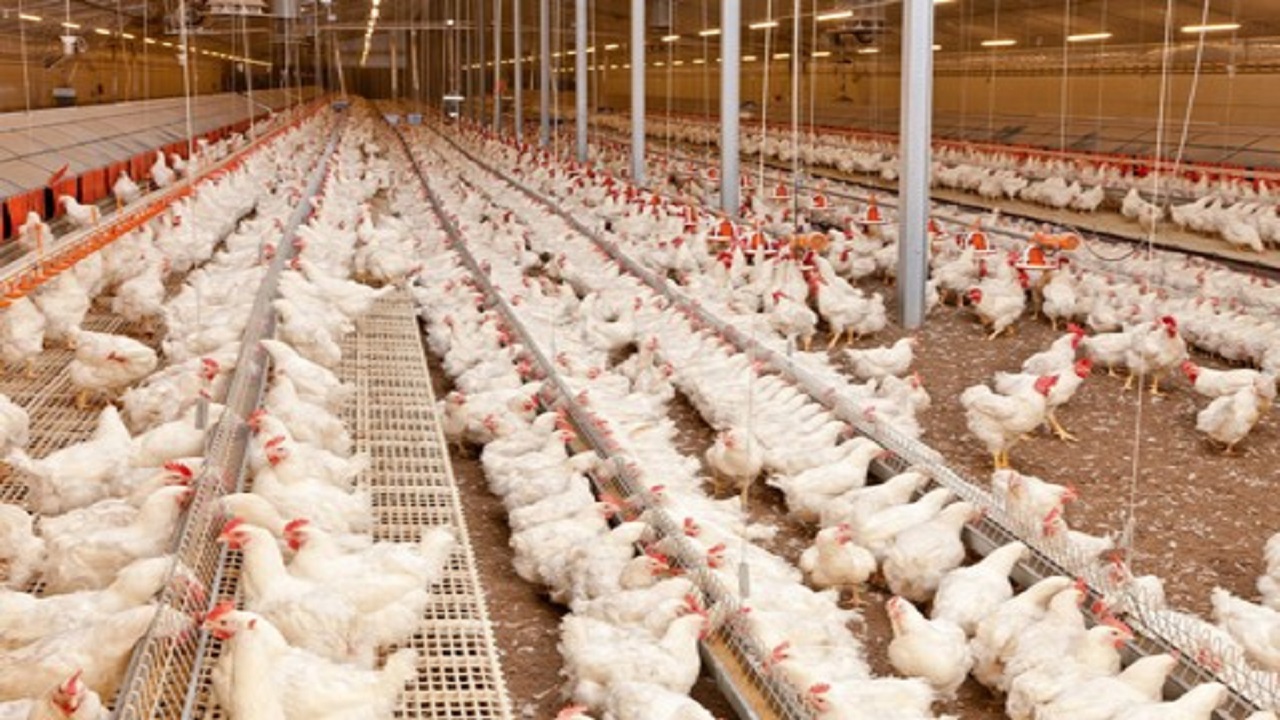 توزیع بیش از ۵ هزار تن گوشت مرغ با نرخ مصوب در گیلان
