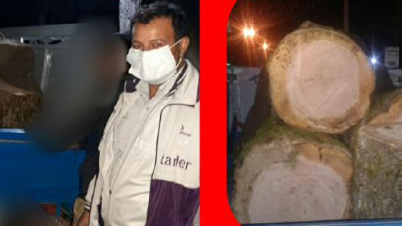 دستگیری عامل قطع درختان جنگلی در علی آبادکتول