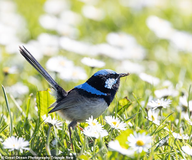 عکس‌هایی شگفت انگیز از پرنده‌ای که در استرالیا عینک آفتابی می‌زند!