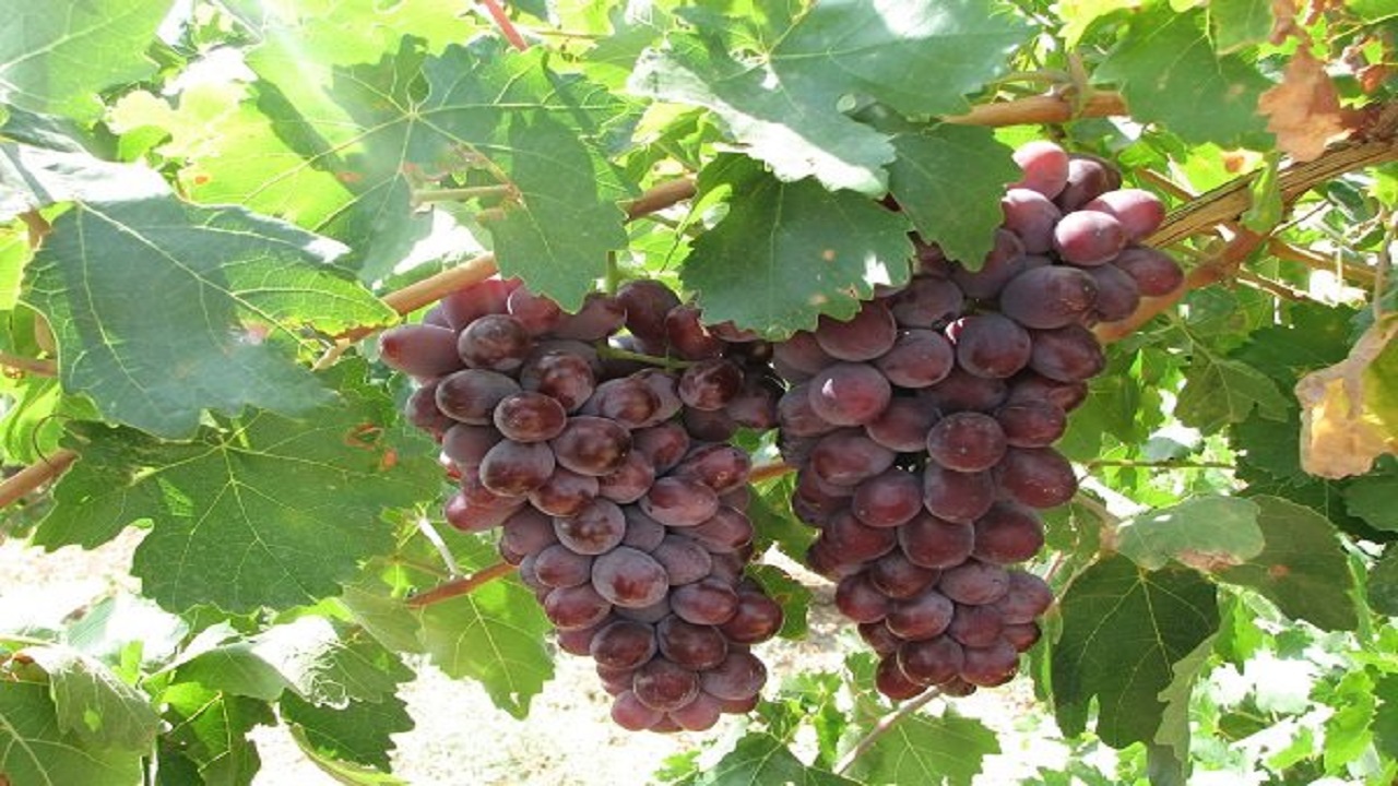 کاهش میزان سموم باقی مانده در محصول انگور 