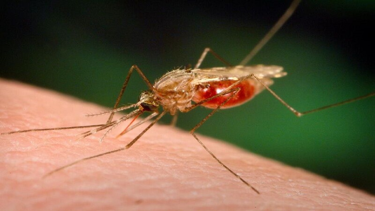 ۱۲۷ بیمار مبتلا به مالاریا در سراوان شناسایی شدند
