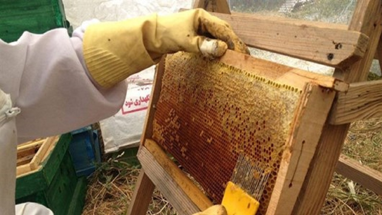 تولید ۷۳۴۲ تن عسل در استان اردبیل