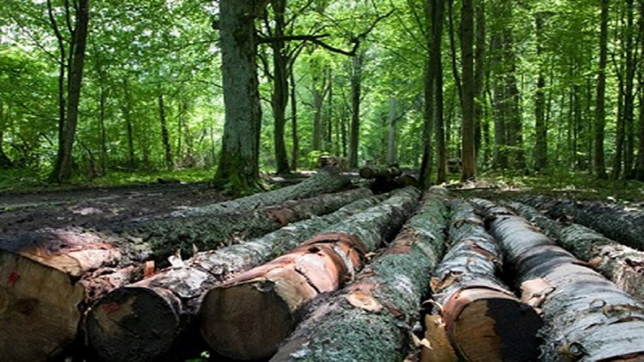 تخریب سالانه ۱۲ هزار هکتار از جنگل‌های کشور