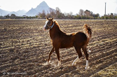 تولید، پرورش و نگهداری اسب‎