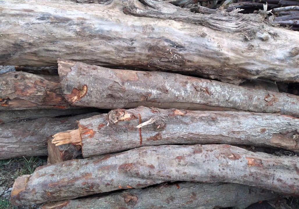 کشف بیش از ۶ تن چوب جنگلی قاچاق در گیلان