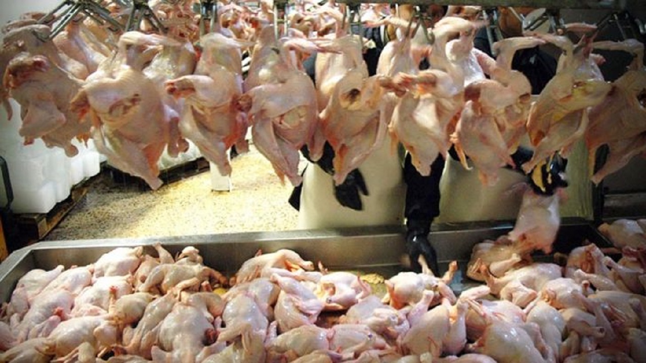 تولید بیش از ۵۶۸ هزار تن گوشت مرغ در آذربایجان غربی