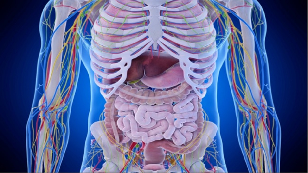 анатомия фото органов