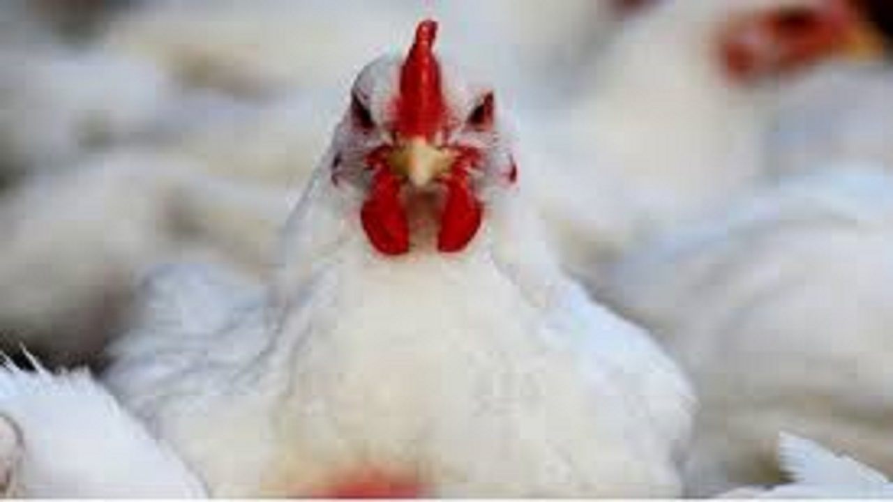 تولید ۲۰ هزار تن تخم مرغ و هشت هزار تن گوشت مرغ درمراغه