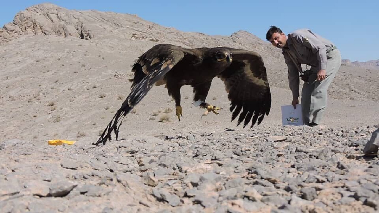 رهاسازی عقاب صحرایی در پارک ملی کلاه ‌قاضی اصفهان