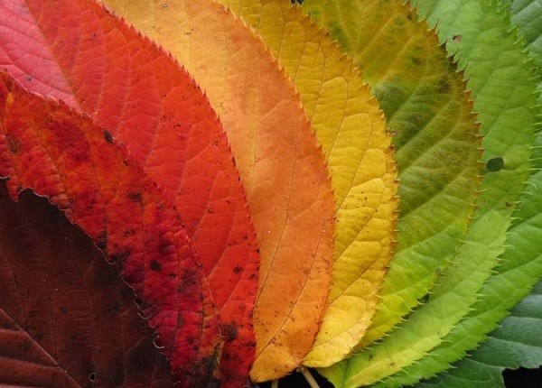 حقایق علمی در مورد تغییر رنگ برگ‌ها در فصل پاییز