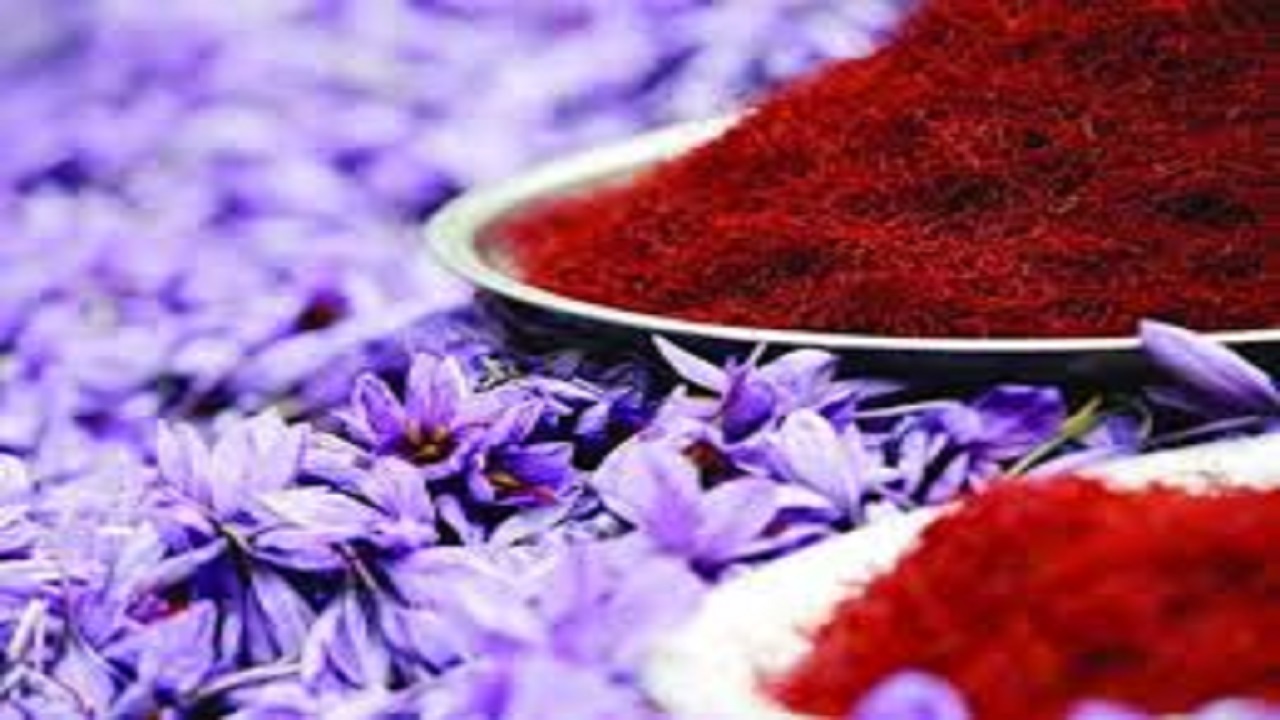 آغاز به کار بزرگترین بازار خریدو فروش گل زعفران در تربت حیدریه
