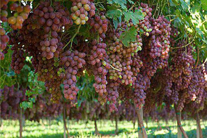 پیش بینی تولید ۱۳۰ هزار تن انگور در ابهر