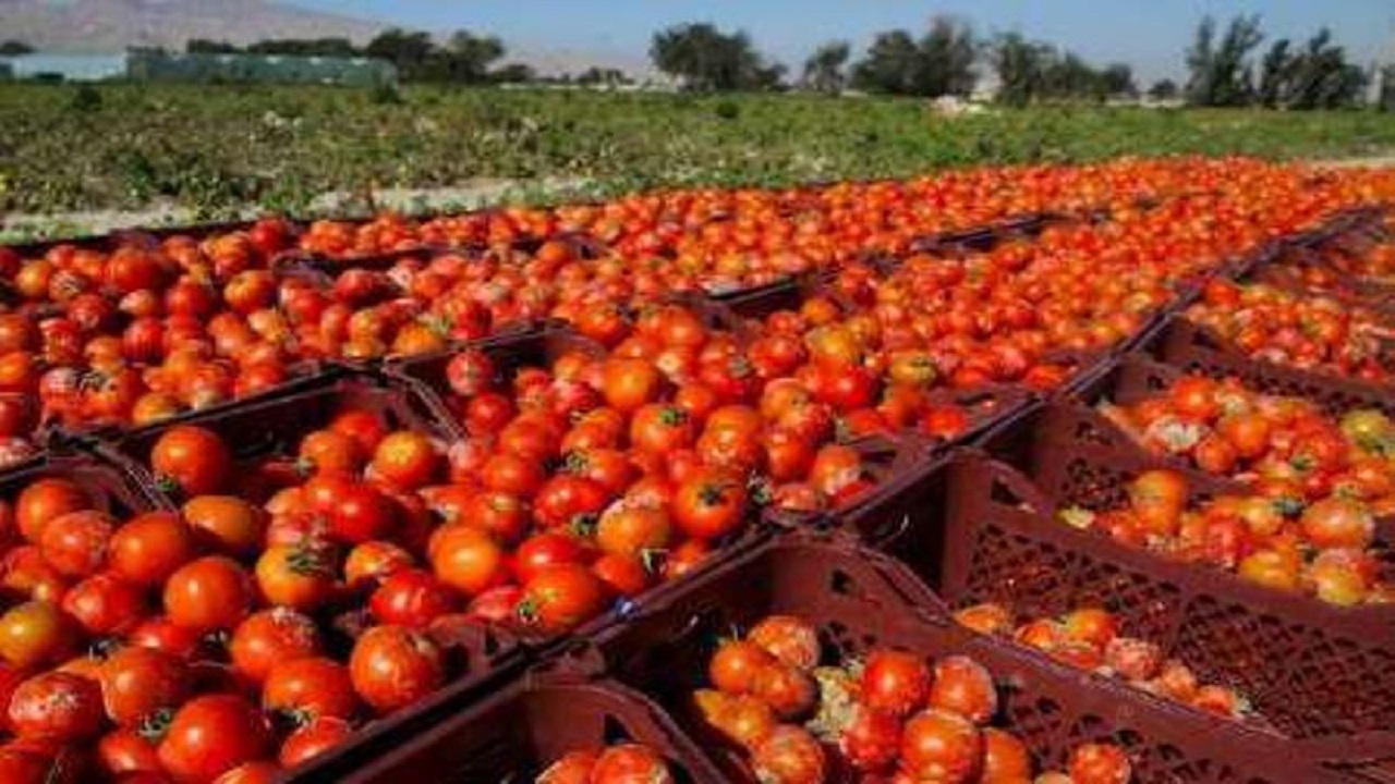 میزان صادرات محصول گوجه‌فرنگی به عراق چقدر است؟