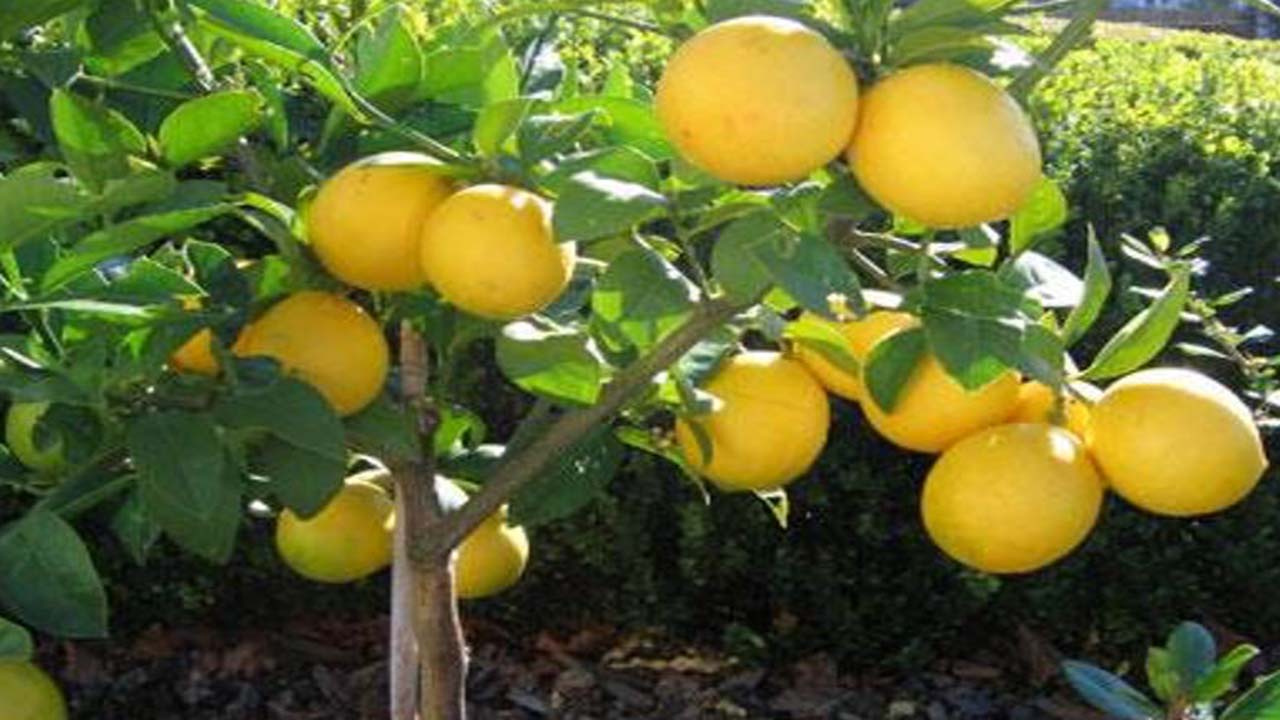 تولید لیمو شیرین در فارس