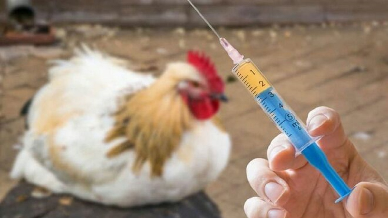 واکسیناسیون ۱۰۸ میلیون قطعه انواع طیور در خوزستان