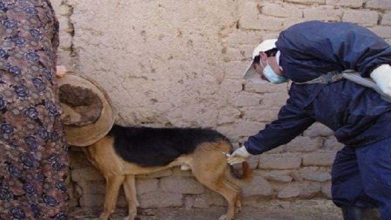 سگ‌های نگهبان در قزوین واکسینه می‌شوند