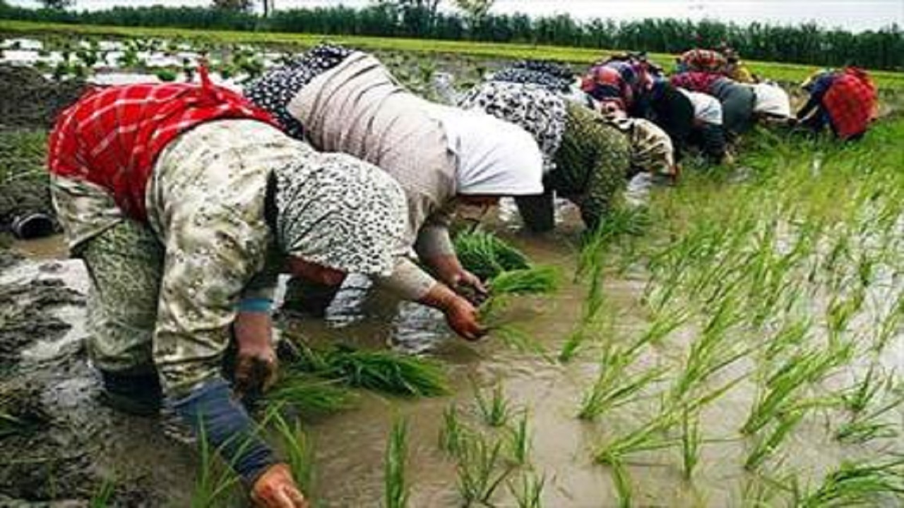 برداشت برنج از شالیزار‌های گیلانغرب