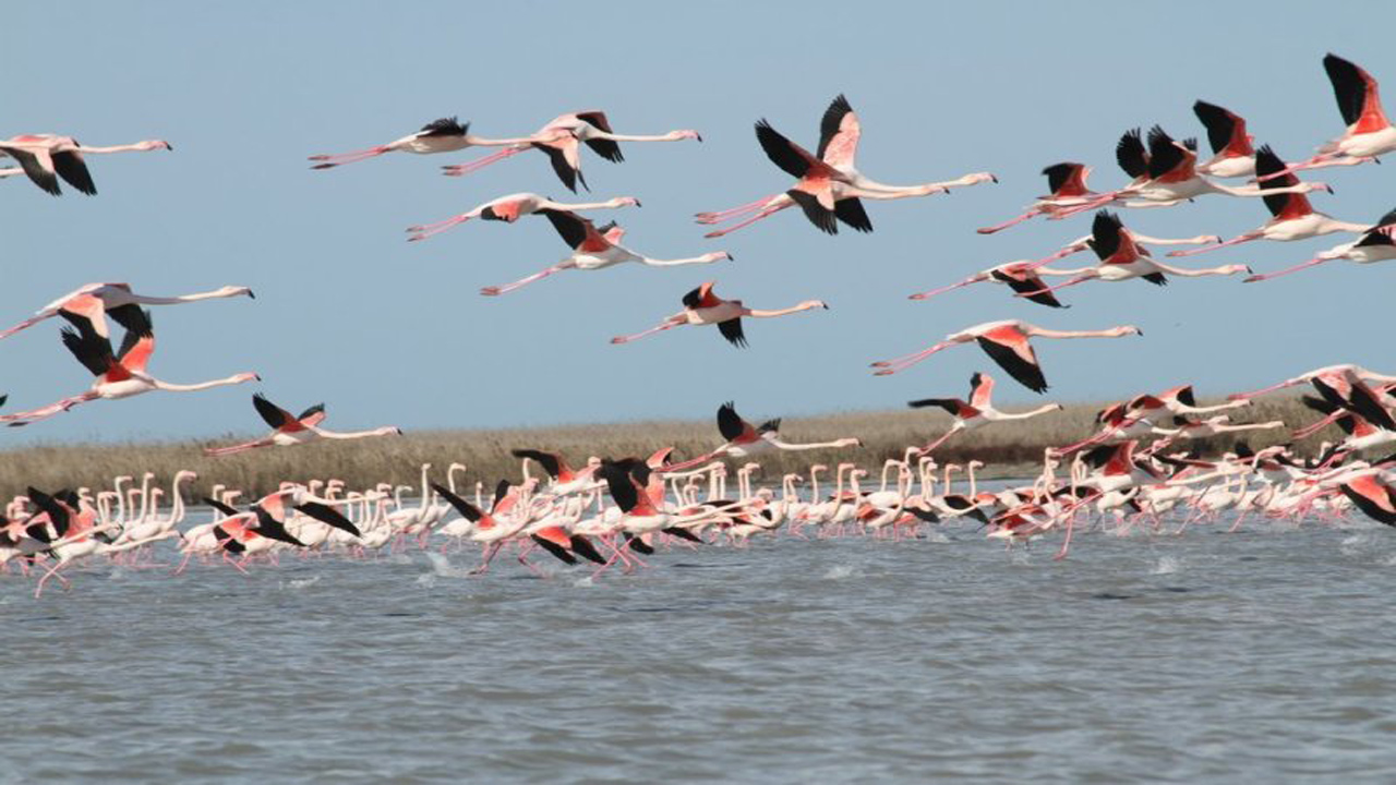 شناسایی ۱۸۰ گونه پرنده در نخستین سایت پرنده نگری کشور