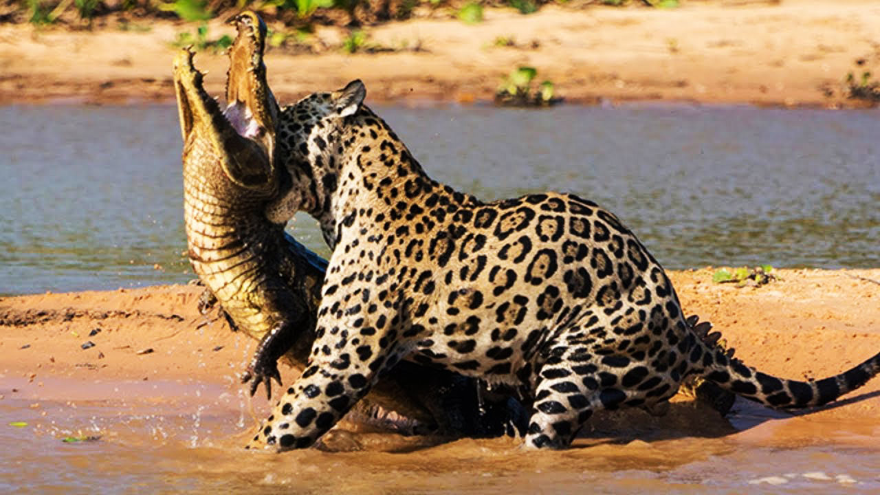 شکار یک تمساح در لب رود آمازون توسط جگوار + فیلم