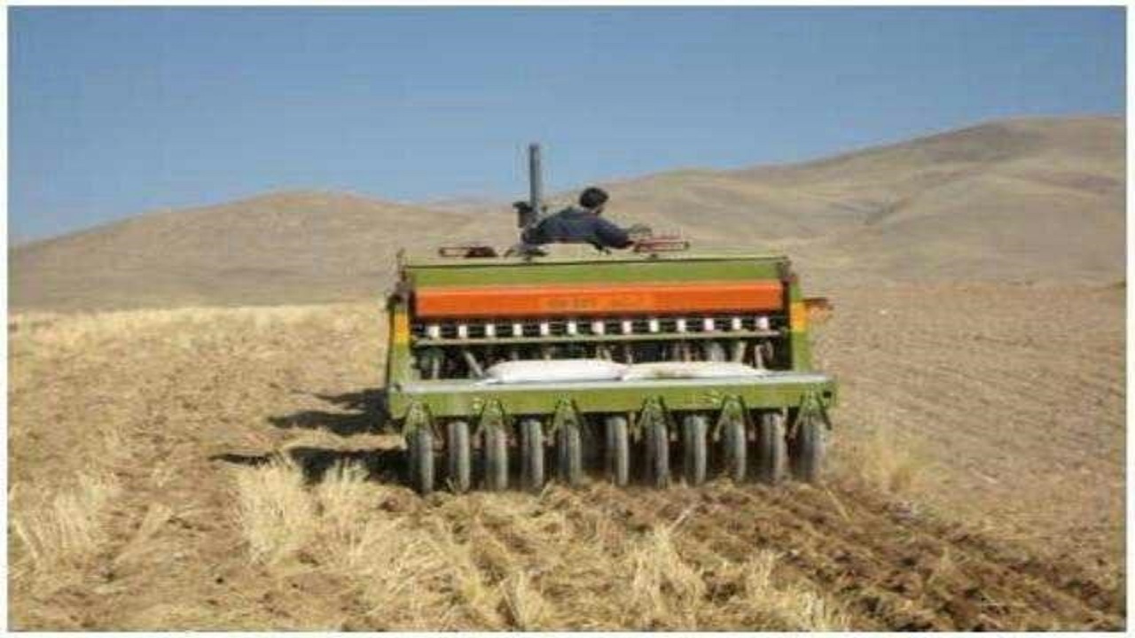 گندم کاران دیم از کود اوره استفاده کنند
